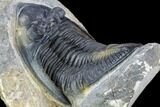 Zlichovaspis Trilobite - Top Quality Specimen #107613-5